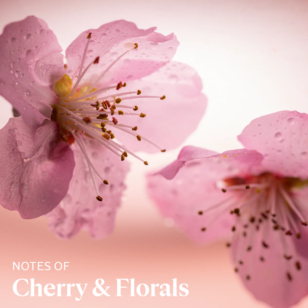 Cherry Blossom Hand Cream - Image 4