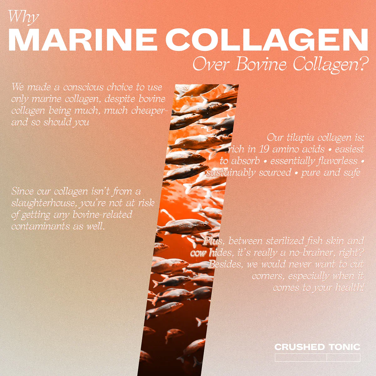 Coffee + Marine Collagen Crush - Image 3