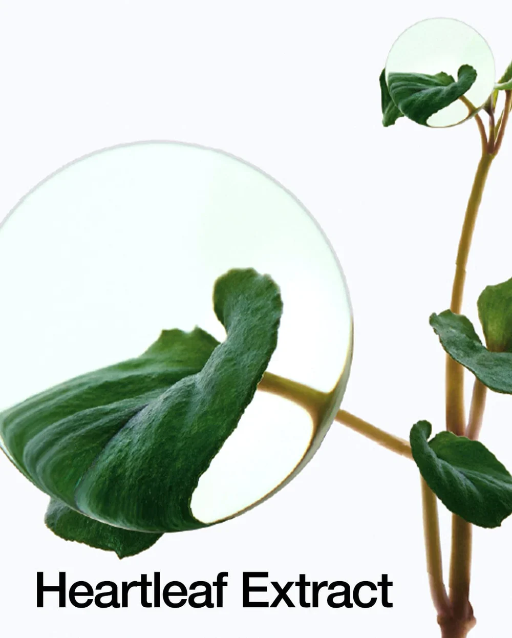 Heartleaf 77% Soothing Toner - Image 3