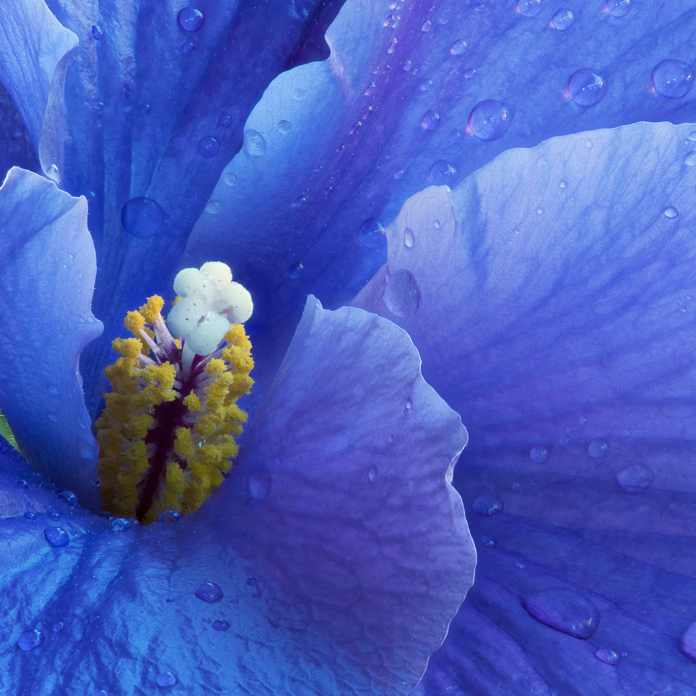 Hydrabloom Body Silk with Hyaluronic and Sea Flower Complex - Image 6