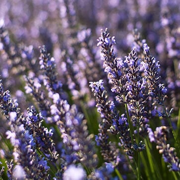 Lavender Hand Cream - Image 2