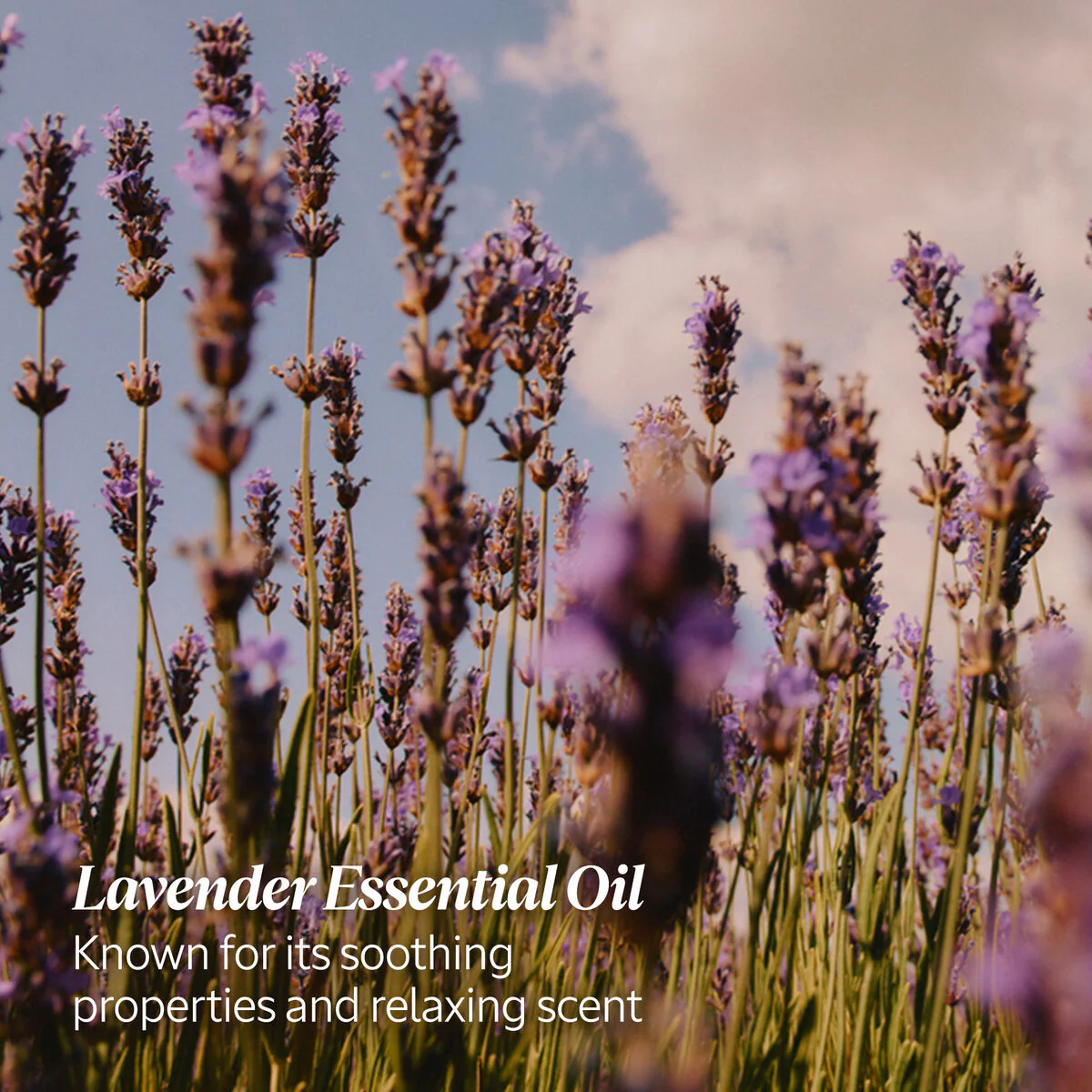 Lavender Hand Cream - Image 3