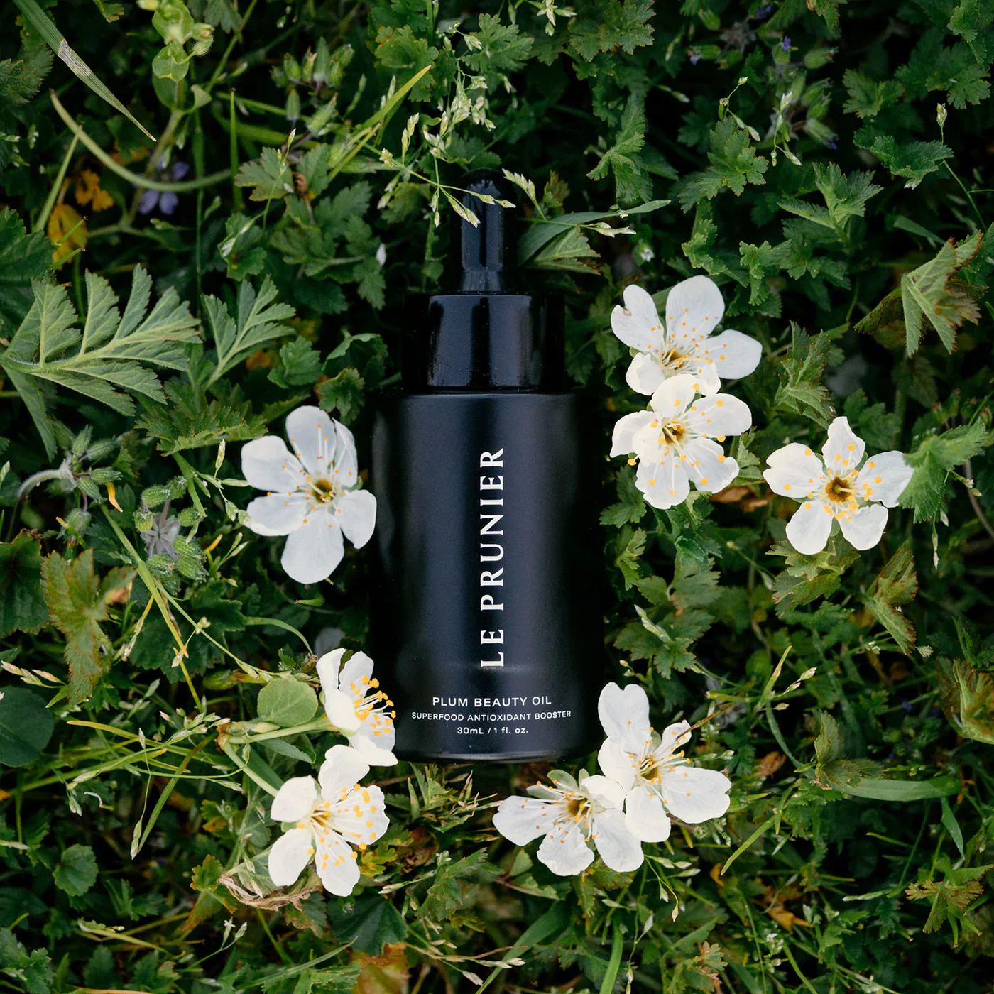 Plum Beauty Oil - Image 3