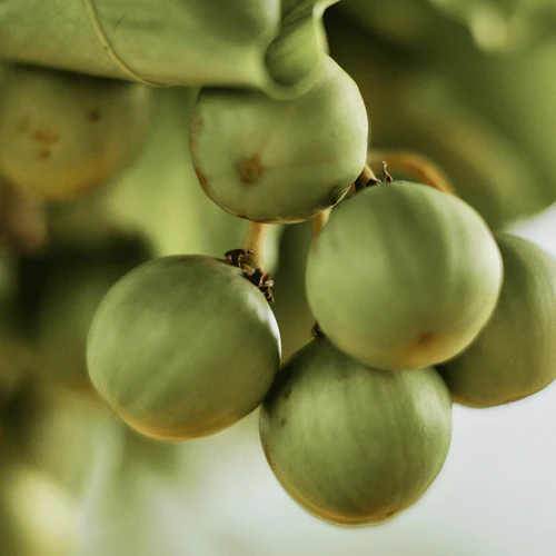 Shea Hand Cream - Image 5