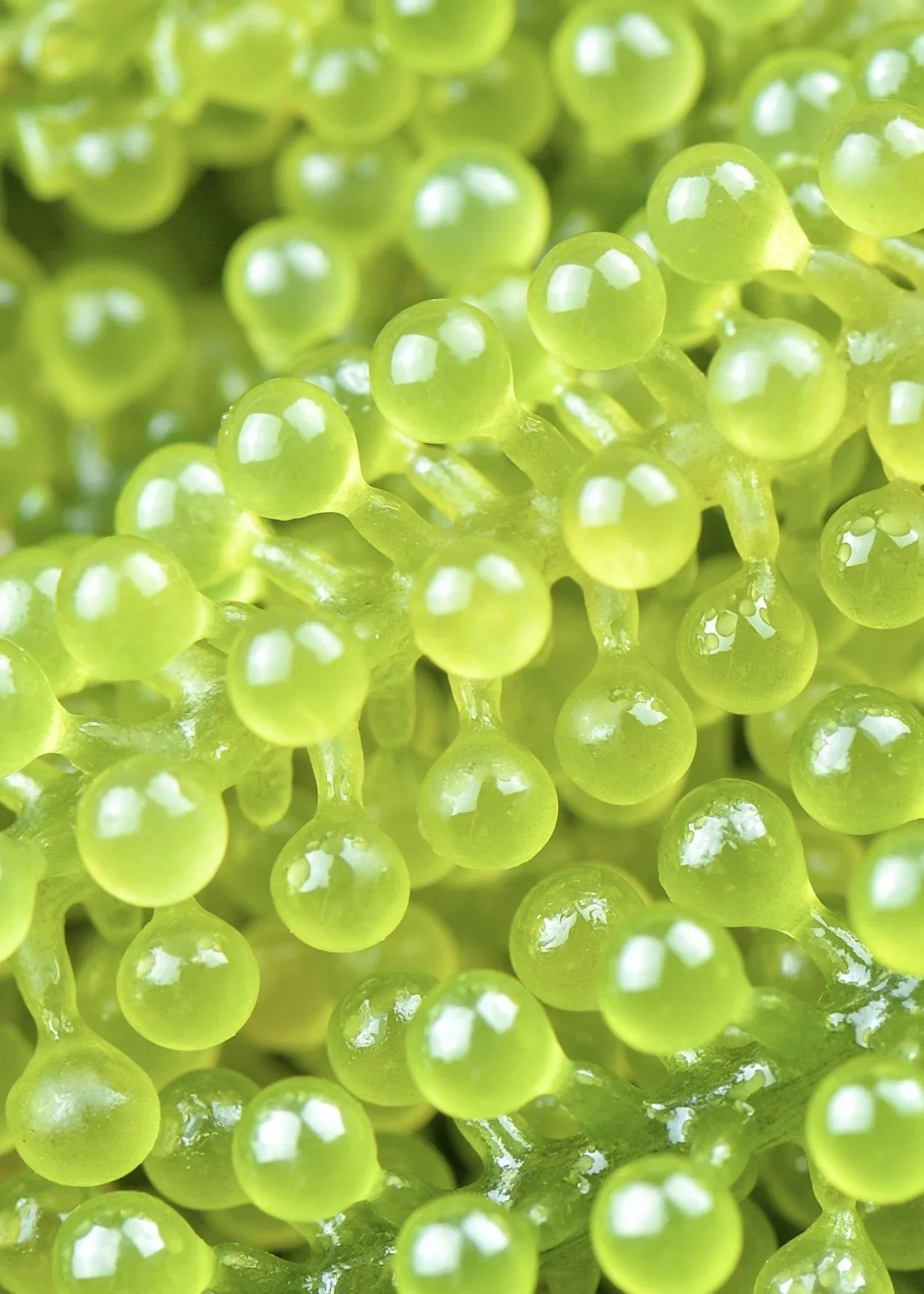 Vitamin C Serum with Sea Grape Caviar - Image 3